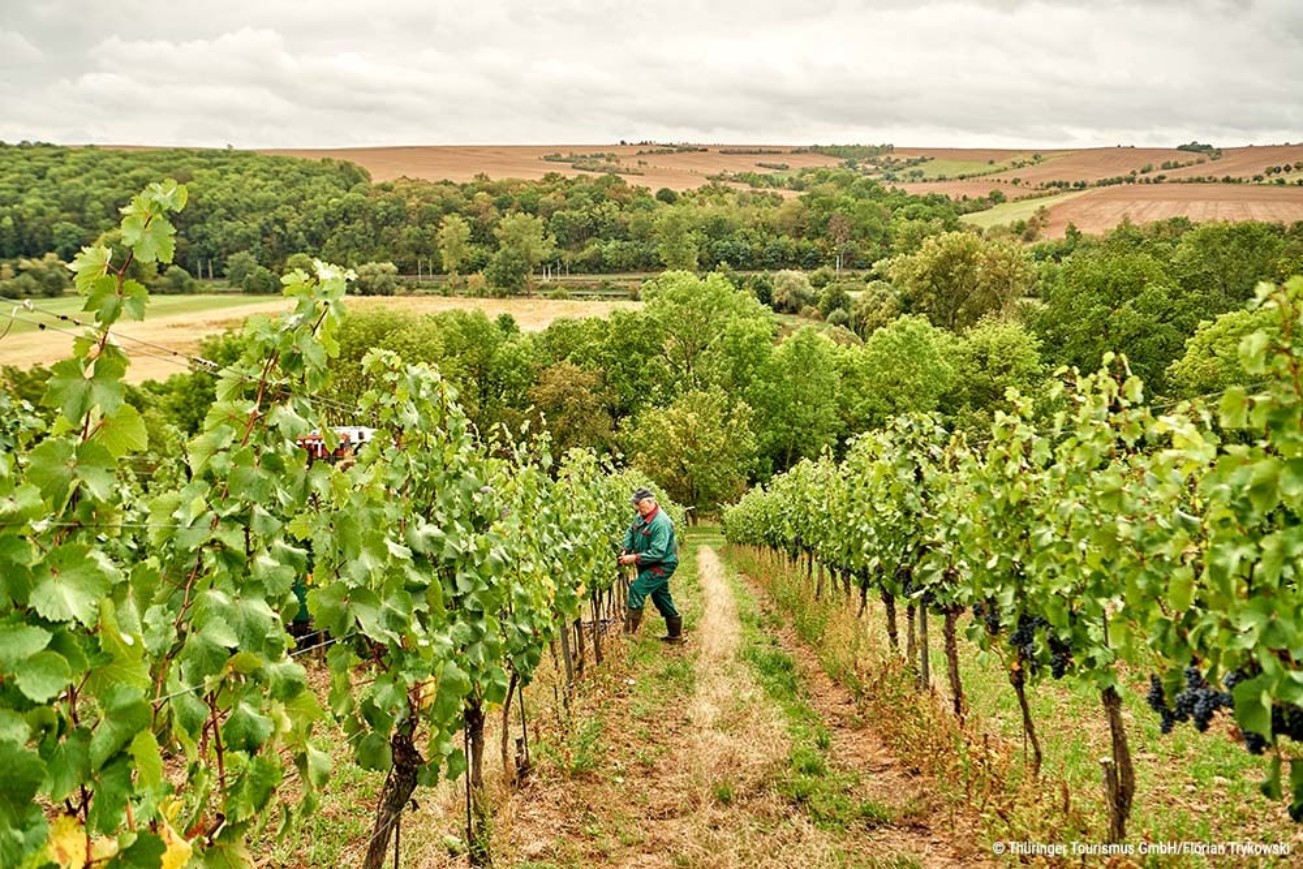 Weingut